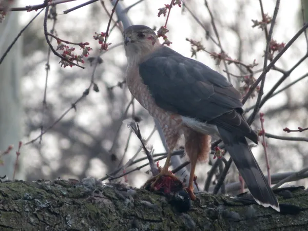 Coopers Hawk Eating Dinner thumbnail