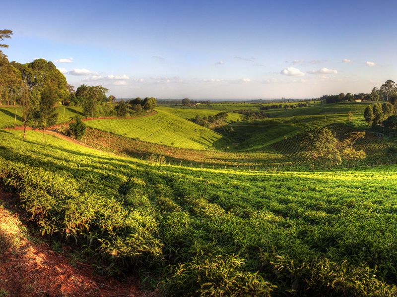 Tea and Coffee fields of with the city of Nairobi, Kenya in the