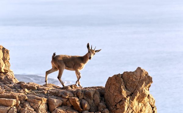 A Rare Sight Over the Dead Sea thumbnail