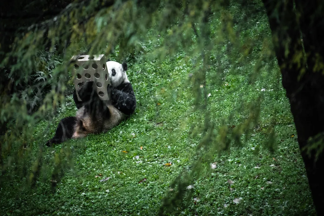 Giant panda at the Smithsonian National Zoo
