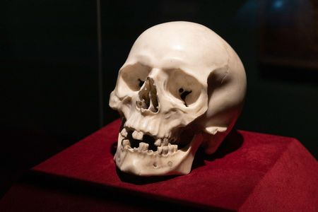 A curator's archival research identified a previously unattributed marble skull as a lost masterpiece by Bernini.