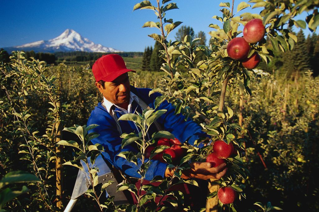 apple picker