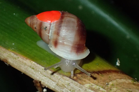 Before they made their big flight to the South Pacific, the snails were adorned with dots of red, UV-reflective paint to help conservationists find them in the dark.