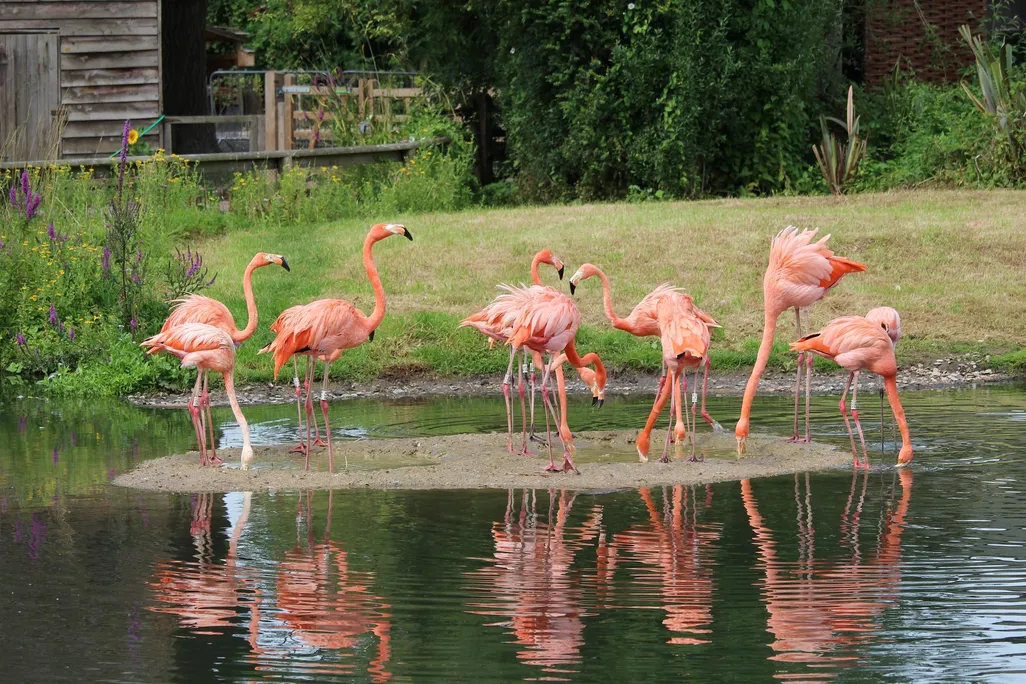 Flamingos