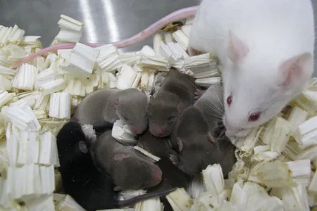 Space mice snuggle with their Earth-bound mother.