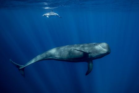 An Atlantic spotted dolphin swims behind a Pilot whale. 