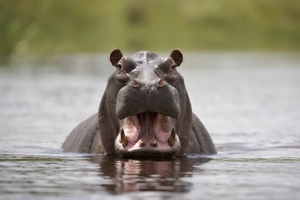 A hippo wading in water with its head just above the surface and mouth wide open