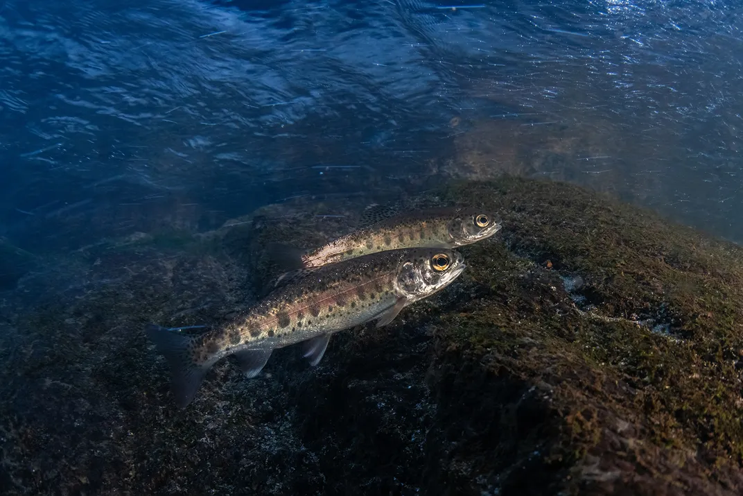 Steelhead Trout