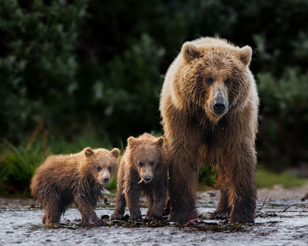 Bear Mom and Two Cubs thumbnail