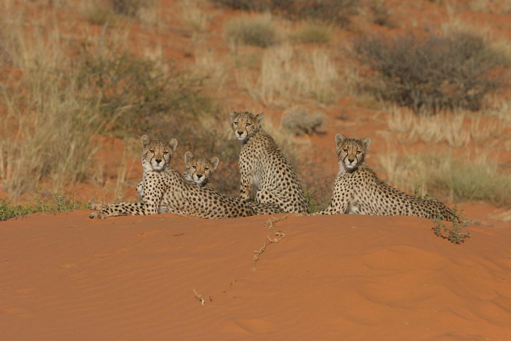 cheetahs