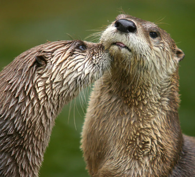 Two brown and gold otters nuzzle each other’s muzzles among the greenery.