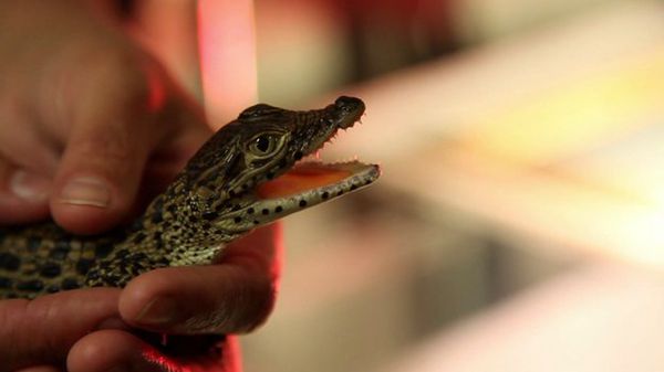 Preview thumbnail for Rare Baby Crocs Born at the National Zoo