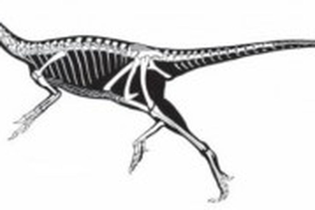 20110520083205Haplocheirus-skeleton-300x119.jpg