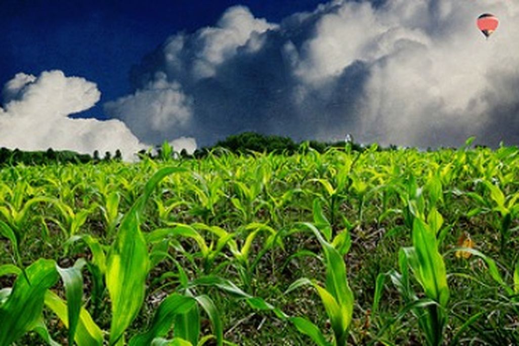 Most corn grown in the U.S. is genetically modified.