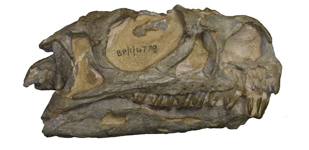 Grey-skull.jpg