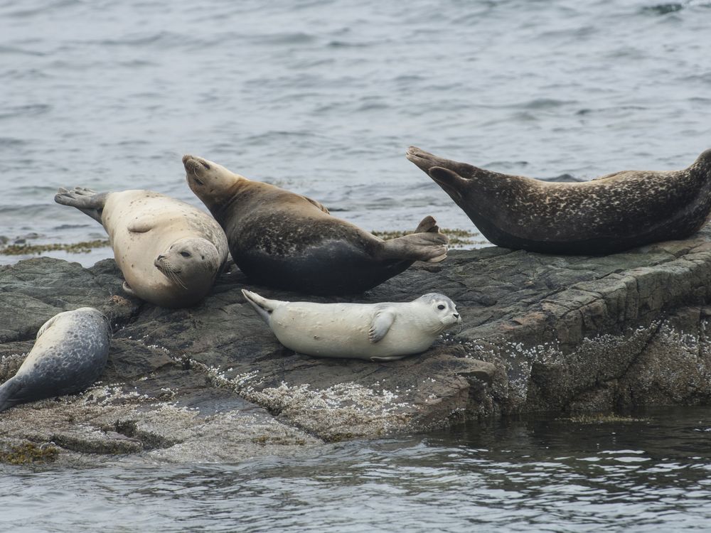Seals sitting on a rock