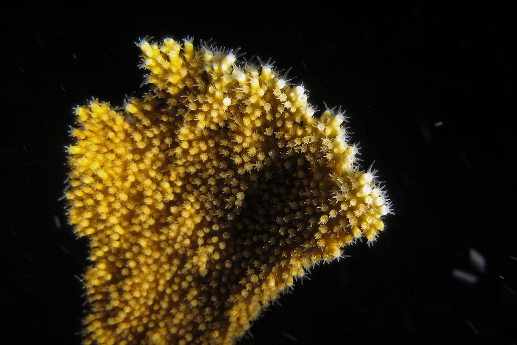 Elkhorn Coral