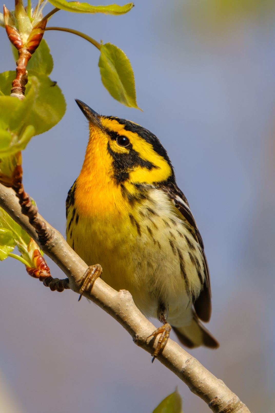 15 - A migrating blackburnian warbler makes a pit stop in Tawas Point State Park in search of sustenance.