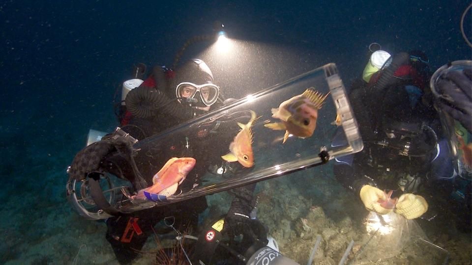 collecting fish