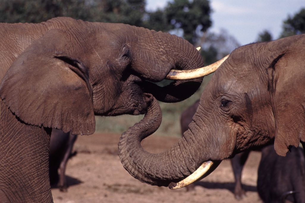 Elephant_With_Trunk_In_Others_Mouth.jpg