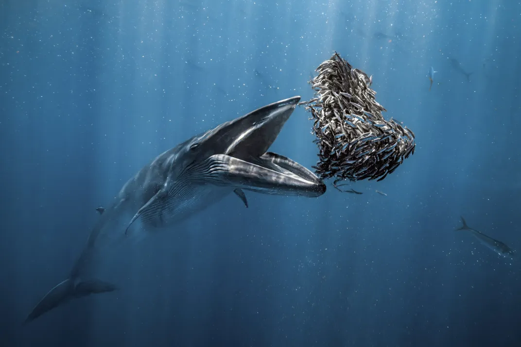 An open-mouthed whale about to eat a group of fish swimming in the background.