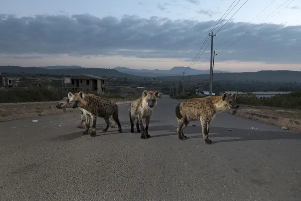 A group of young spotted hyenas on the road thumbnail