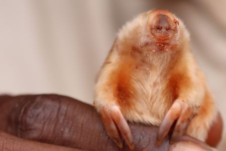 Rangers look for tiny footprints in the sand and dig trenches to find the moles, which spend most of their lives underground.