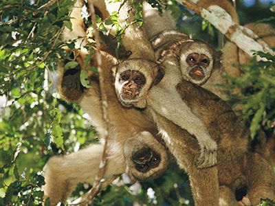 spider_monkeys_hero_631x300.jpg