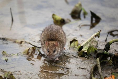 The lowly urban rat deserves our attention.