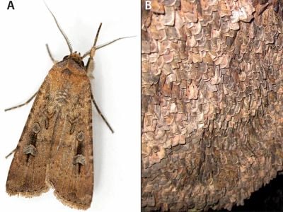 Bogong moths were traditionally ground into pastes or cakes. Pictured here are a single moth (left) and thousands of moths resting on a rock (right).