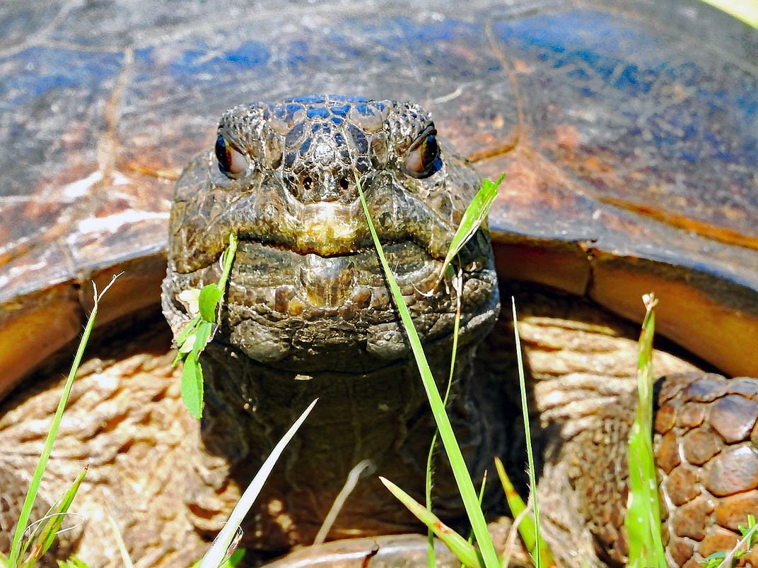 Female Gopher Tortoise stares down the Camera | Smithsonian Photo ...