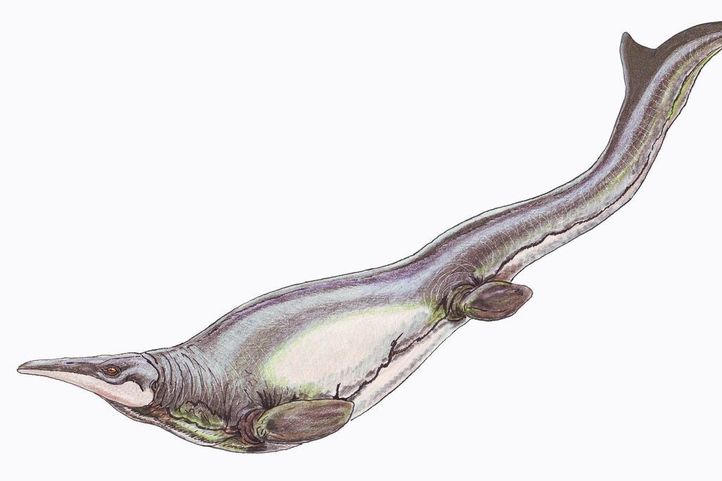 Plotosaurus