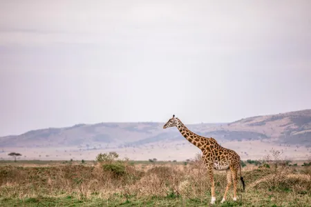 Giraffes may have evolved such long necks, in part, because of sexual competition.