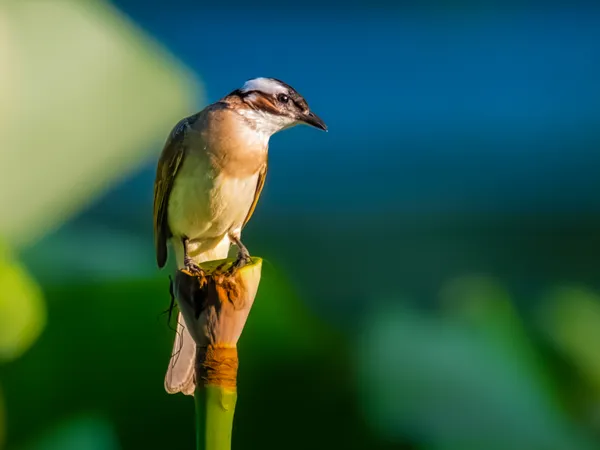 Hunting in the pond thumbnail