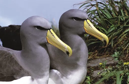 The Amazing Albatrosses | Science| Smithsonian Magazine