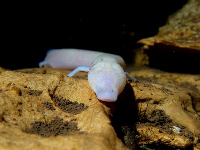 The olm, or cave dragon, is the largest cave-adapted animal in Europe. These strange creatures spend their entire lives in caves, and face threats from pollution runoff from agriculture and chemical plants on the surface. 