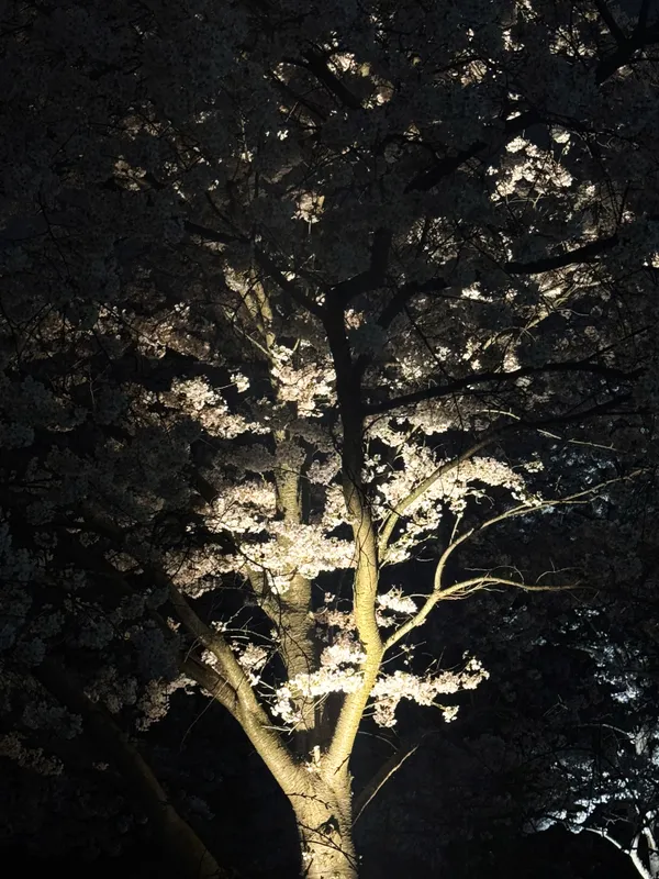 Cherry blossom tree in DC pre-dawn thumbnail