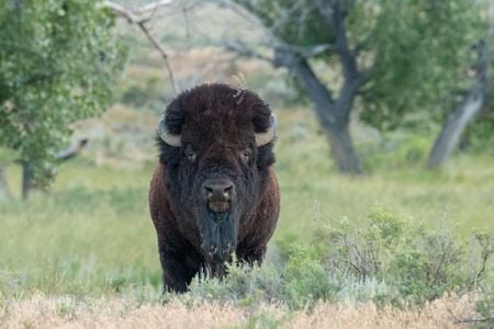 A bison on the Northern Great Plains.