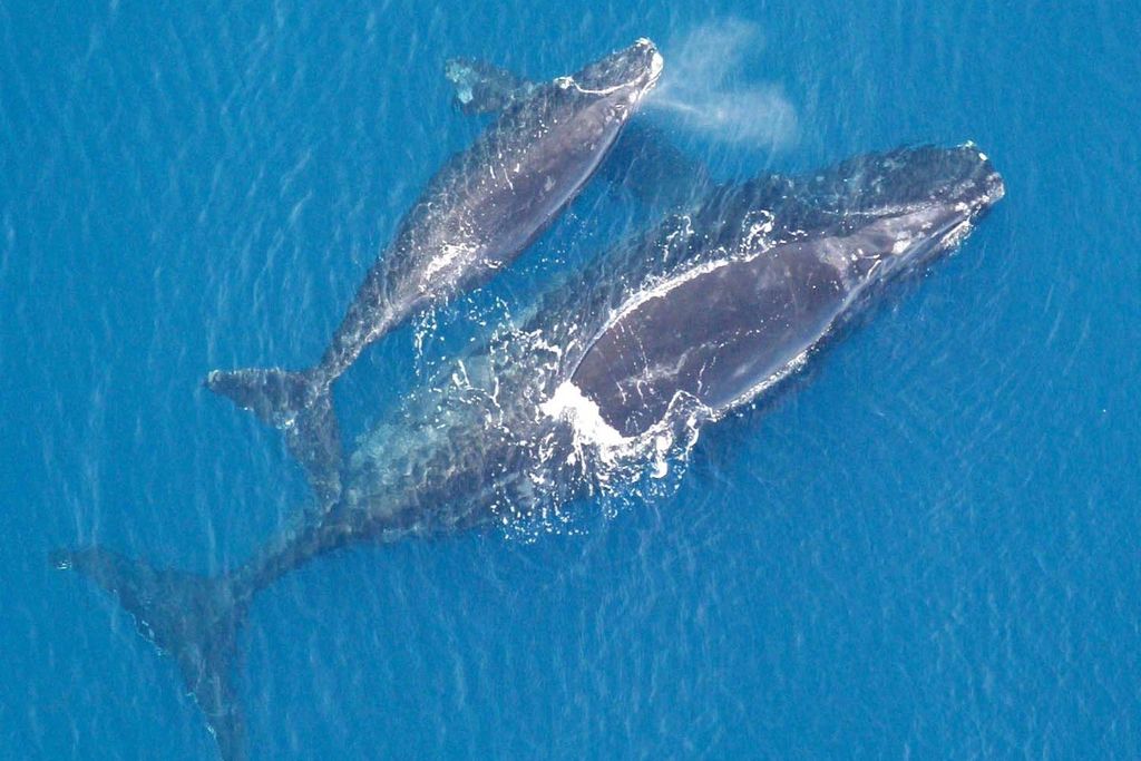 An aerial image of a North Atlantic right whale mother with their calf