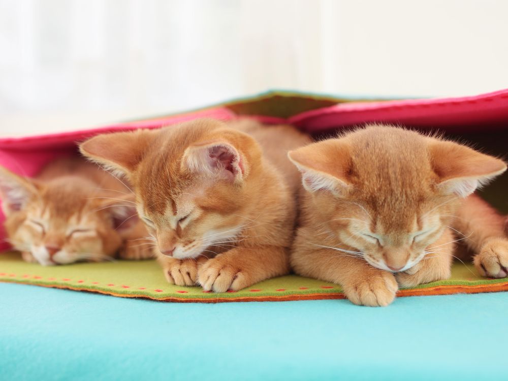 Sleepy Kittens