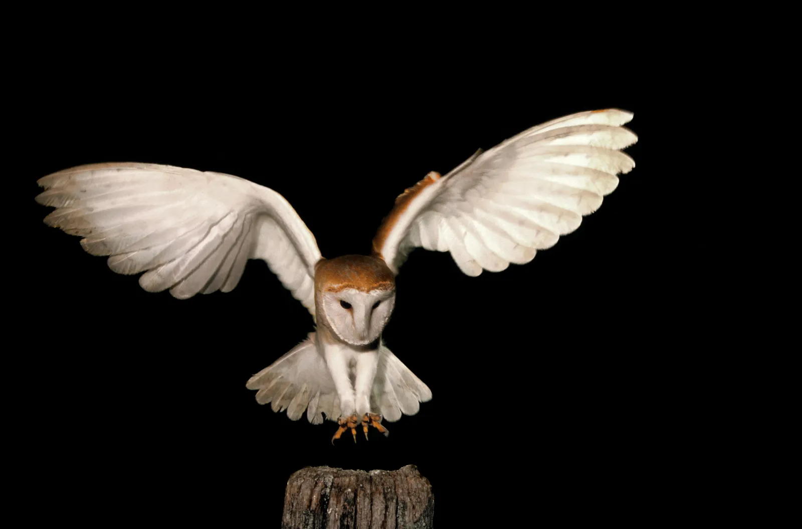 white owl flying at night