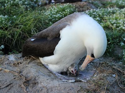 Wisdom the Albatross with her newest chick.