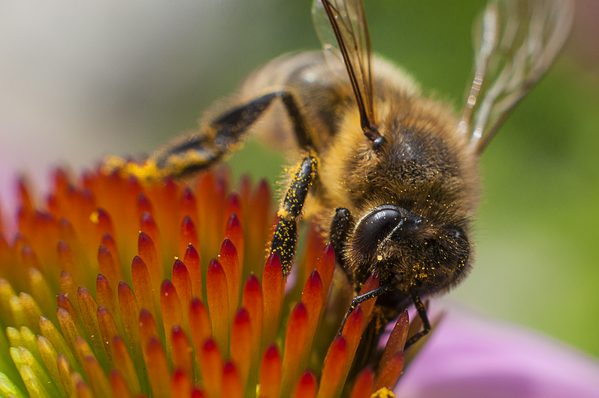 Bee on a flower thumbnail
