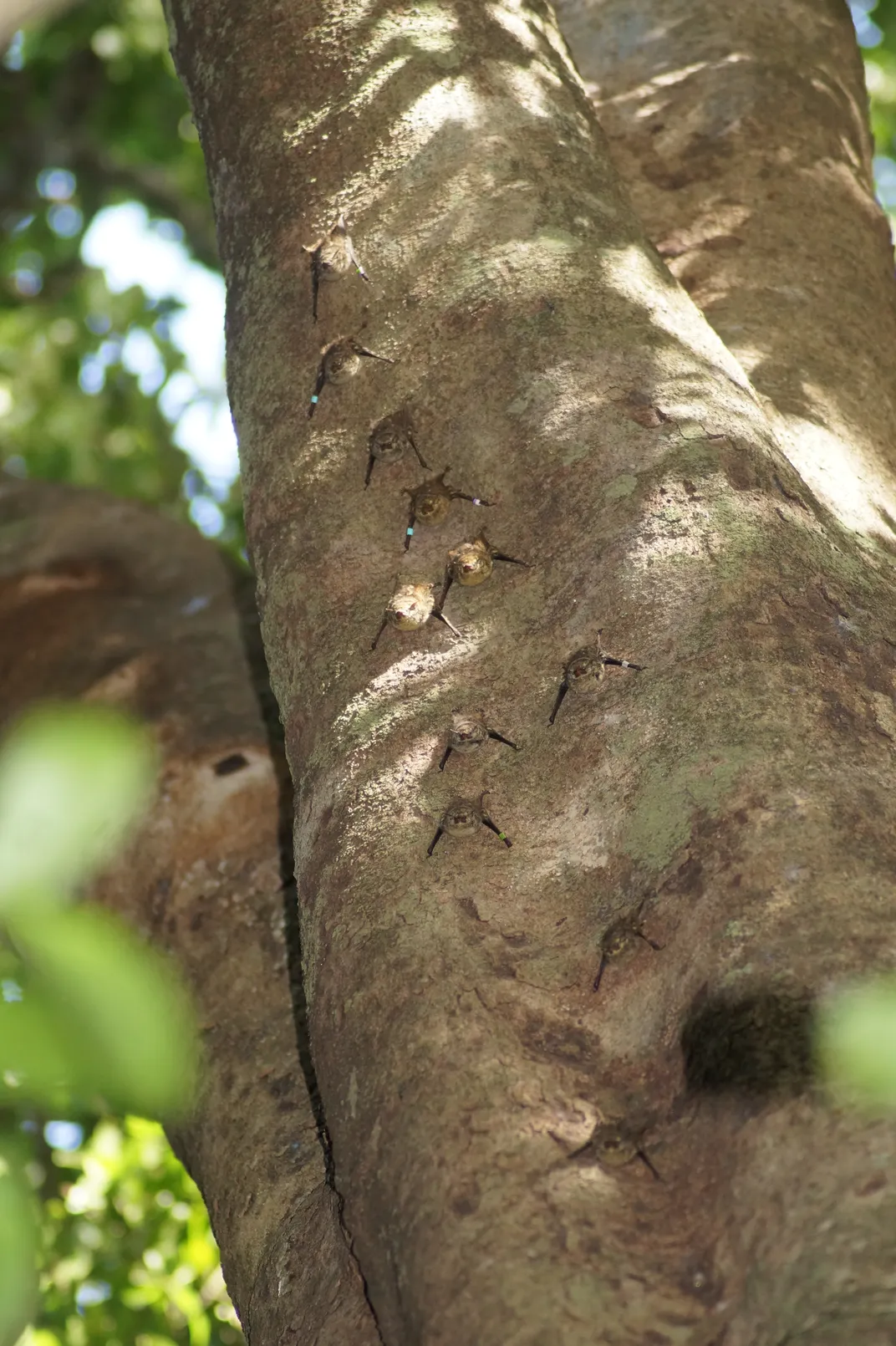 These Small, Stealthy Bats Use High-Frequency Vocalizations to Keep Their Chatter Out of the Range of Predators and Prey