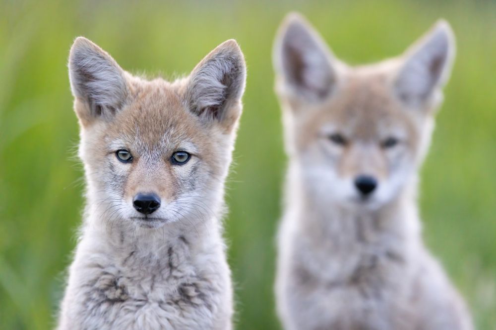 The last of the day's sun illuminates the fluffy fur of two coyote pups, tuckered out from a full day of playing.