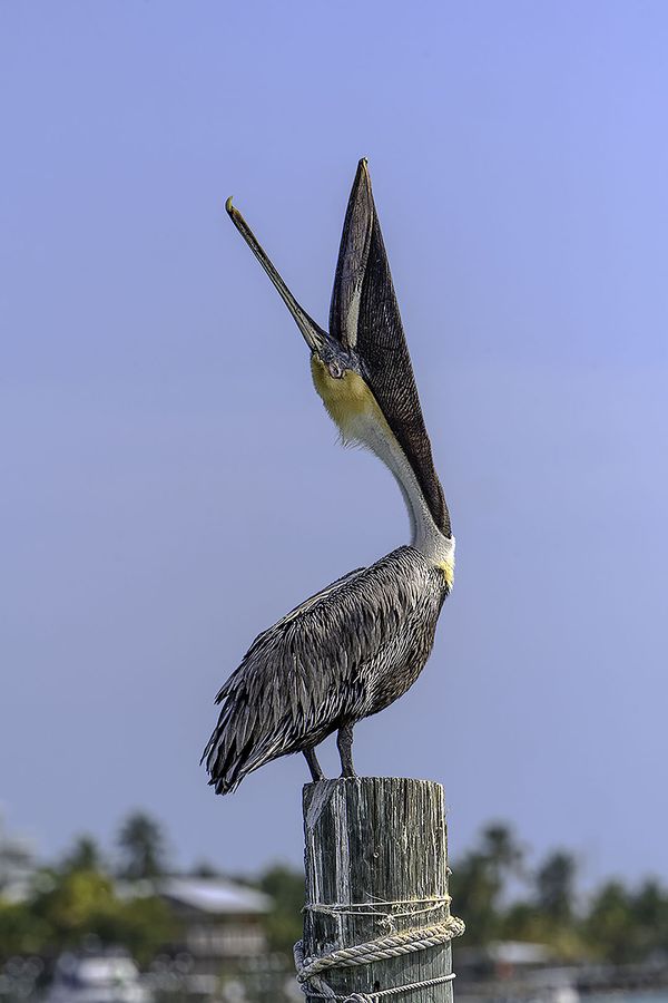 Pelican Yawn thumbnail