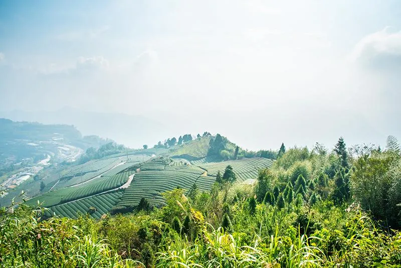 How to Tea-Taste Your Way Through Taiwan