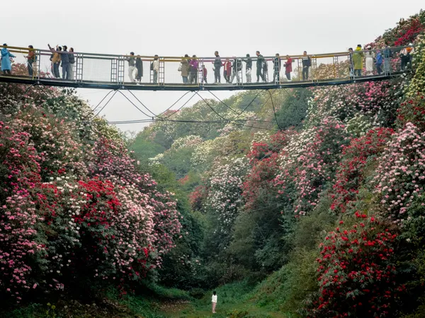 Blossoms and Bridges thumbnail