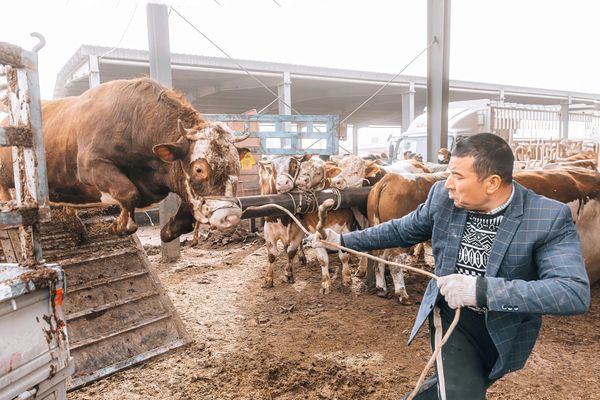 Unloading the Bull thumbnail