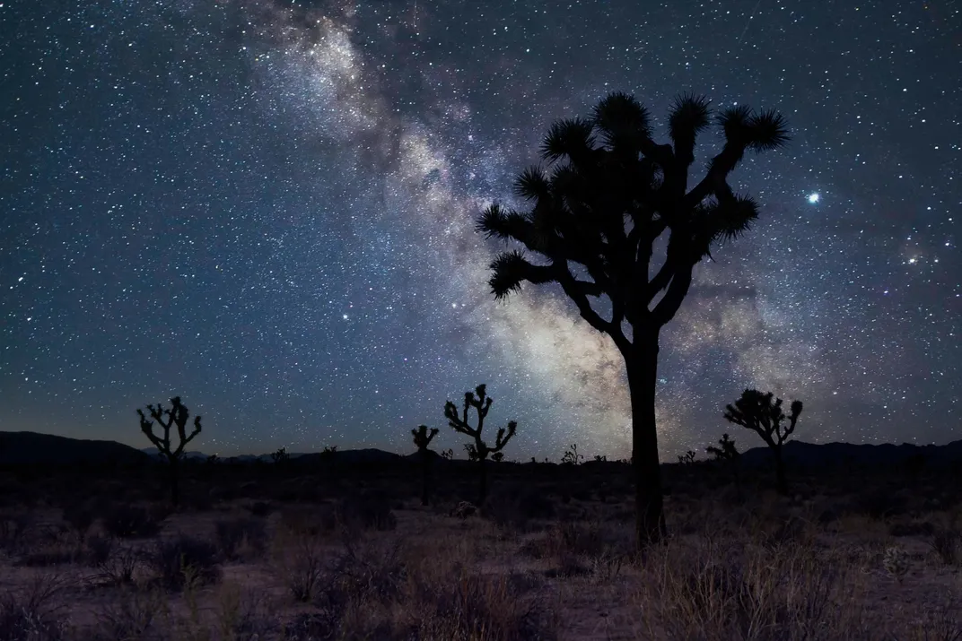 Joshua Trees